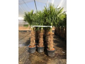 Trachycarpus fortunei, Konopná palma, 180-200 cm, JEDNOTNÁ CENA PRONÁJMU NA 1-7 DNÍ.