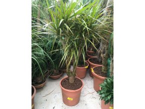 Dracaena marginata, dracena, původ rostliny Španělsko. 130 cm, JEDNOTNÁ CENA PRONÁJMU NA 1-7 DNÍ.