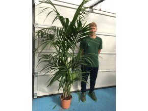 Howea Forsteriana , palma , původ palmy Španělsko.190-200 cm, JEDNOTNÁ CENA PRONÁJMU NA 1-7 DNÍ.