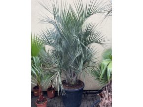 Butia capitata 220 cm