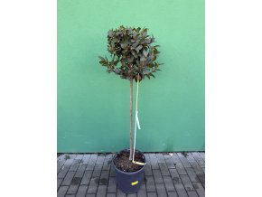 Laurus nobilis, Bobkový list 150 cm