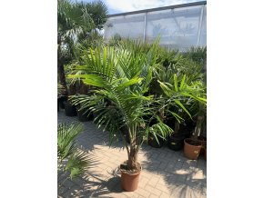 Ravenea Rivularis , palma , původ palmy Španělsko. 160 cm