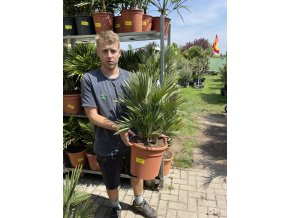 Chamaerops humilis vulcano, 75cm