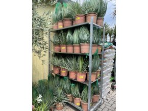 Yucca Rostrata, původ rostliny Španělsko  30 cm