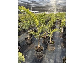 Wodyetia Bifurcata 150 cm