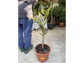 Wodyetia Bifurcata 100 cm