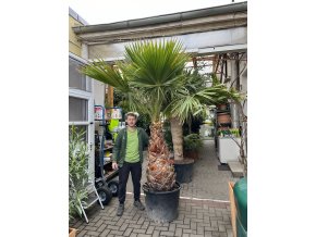 Washingtonia robusta  300 cm