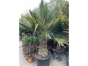 Trithrinax brasiliensis, palma, původ palmy Španělsko. 210 cm
