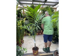 Ptychosperma elegans, 170 cm