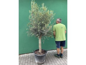 Olea europea - Olivovník 210 cm
