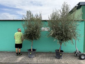 Olea europea - Olivovník 240 cm