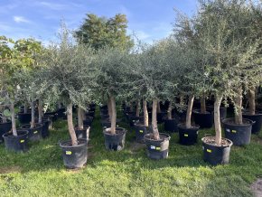 Olea europea - Olivovník 190 cm