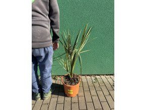 Sabal palmetto 90 cm