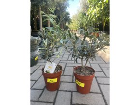 Olea europea , Olivovník 30 cm