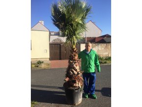 Washingtonia robusta , palma , původ palmy Španělsko.Kmen 100 cm, 220 cm