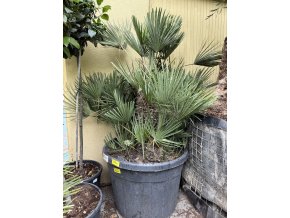 CHAMAEROPS HUMILIS,  ŽUMARA, 140 CM