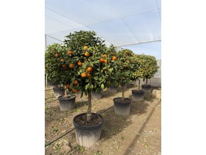Pomerančovník Aurantium 200 cm