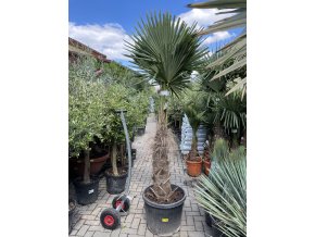 Trachycarpus fortunei, výška 250 cm, kmen 100 cm