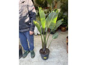 STRELITZIA nicolai, PŮVOD ŠPANĚLSKO 110 CM