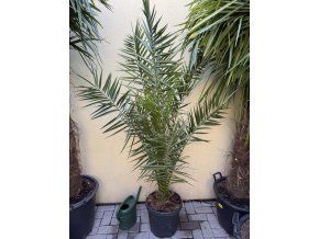 PHOENIX CANARIENSIS,DATLOVÁ PALMA, 160 CM