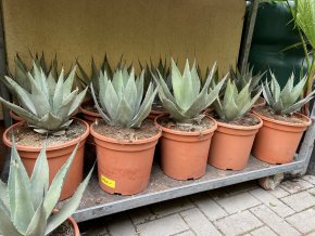 Agave Neomexicana, 25 cm -20C