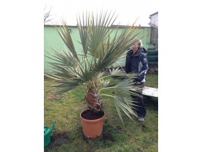 Nannorhops ritchiana, mrazuvdorná palma, původ palmy Španělsko. 160 cm
