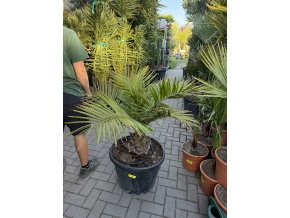 JUBAEA CHILENSIS, CHILSKÁ PALMA 130 cm