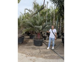 JUBAEA CHILENSIS, CHILSKÁ PALMA 230  CM