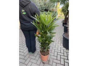 Rhapis excelsa 120 cm
