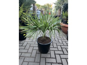 TRACHYCARPUS FORTUNEI, výška 60 cm, kmen 5 cm