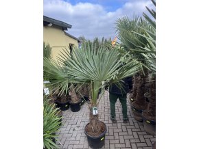 TRACHYCARPUS FORTUNEI, výška 190 cm, kmen 60 cm