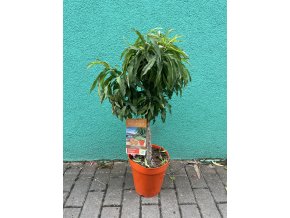 Broskvoň obecná 100 cm