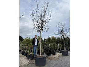 FICUS CARICA, FÍKOVNÍK. 450 CM