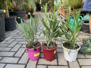 NERIUM OLEANDER - OLEANDR, PŮVOD ROSTLINY ŠPANĚLSKO. 40+ CM