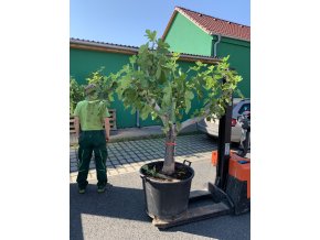 Ficus carica, fíkovník. 200 cm