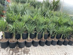 Trachycarpus fortunei,  výška 110 cm, kmen 20 cm