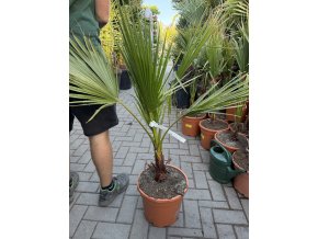 WASHINGTONIA ROBUSTA 100 cm