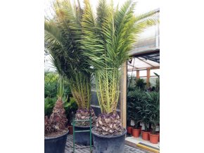 Phoenix canariensis, Datlová palma, 350 cm