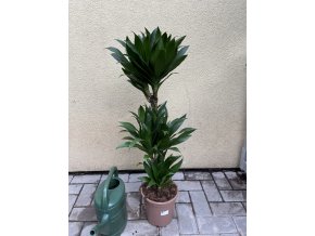 DRACAENA COMPACTA, DRACENA, PŮVOD ROSTLINY ŠPANĚLSKO. 95 CM