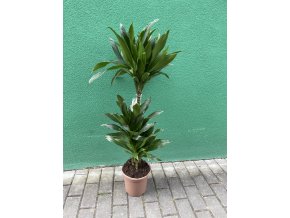 DRACAENA COMPACTA, DRACENA, PŮVOD ROSTLINY ŠPANĚLSKO. 95 CM