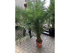 PHOENIX CANARIENSIS,DATLOVÁ PALMA, DATLOVNÍK, 170 CM, JEDNOTNÁ CENA PRONÁJMU NA 1-7 DNÍ.