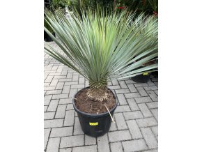 YUCCA ROSTRATA, PŮVOD ROSTLINY ŠPANĚLSKO. VÝŠKA ROSTLINY 50 CM