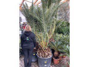 PHOENIX CANARIENSIS, DATLOVÁ PALMA, 200 cm