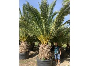 PHOENIX CANARIENSIS, DATLOVÁ PALMA, 400 cm