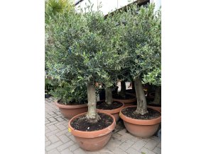 Olea europea - Olivovník 160 cm, miska