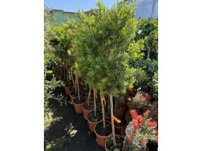 ŠTĚTKOVEC, KALISTEMON 160 CM