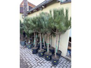 Pinus Pinea 210 cm