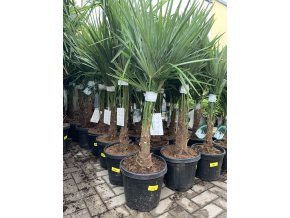 Trachycarpus fortunei, výška 150 cm, kmen 35 cm