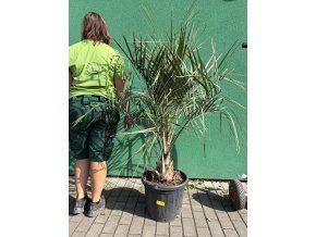BUTIA CAPITATA 145 CM