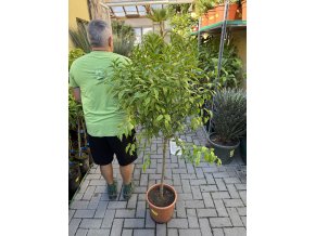 MANDARINKA RETICULATA 150 CM